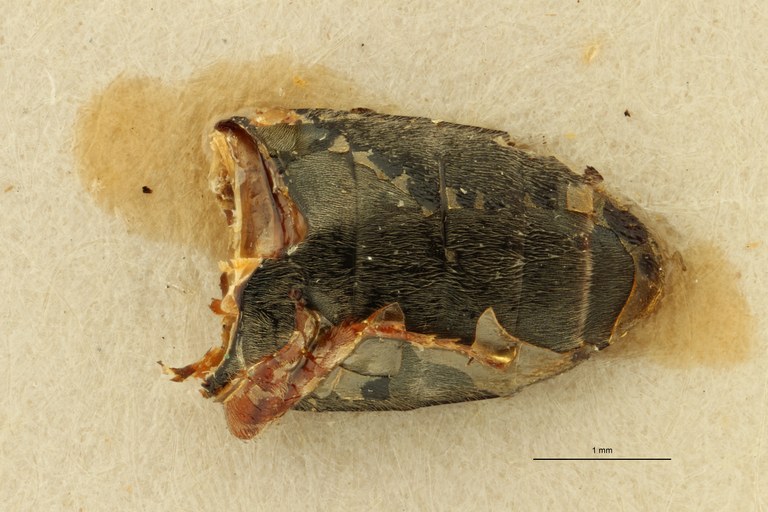 Cardiophorus mus t VA ZS PMax Scaled.jpeg