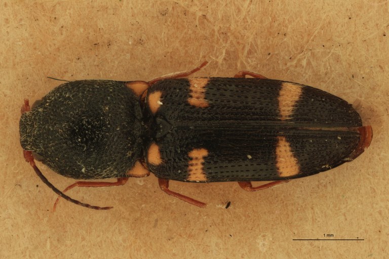 Cardiophorus octonotatus T F D.jpg Cardiophorus octonotatus T F D.jpg