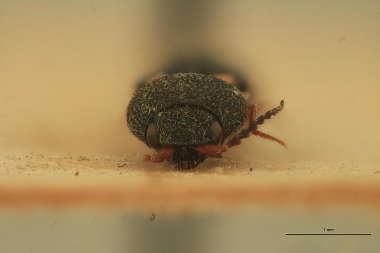 Cardiophorus octonotatus T F F.jpg Cardiophorus octonotatus T F F.jpg