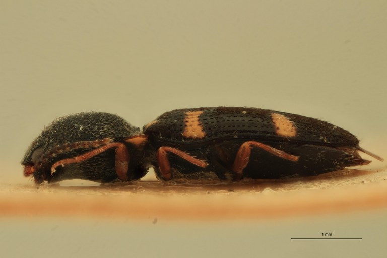 Cardiophorus octonotatus T F L.jpg Cardiophorus octonotatus T F L.jpg