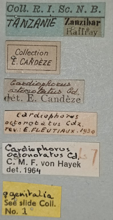 Cardiophorus octonotatus T F Labels.jpg Cardiophorus octonotatus T F Labels.jpg