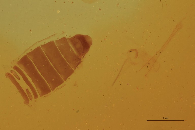 Cardiophorus octonotatus T F Parameres.jpg Cardiophorus octonotatus T F Parameres.jpg
