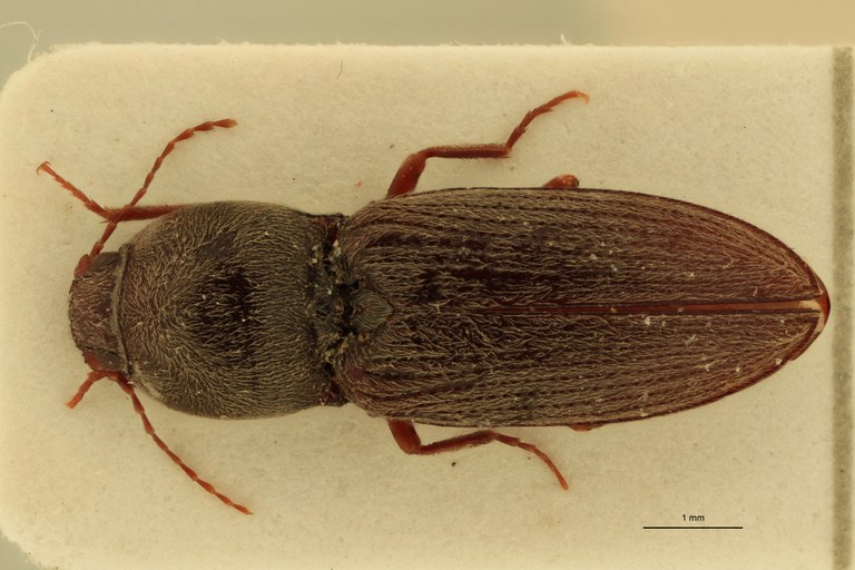 Cardiophorus paternus T F D.jpg Cardiophorus paternus T F D.jpg