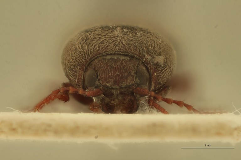 Cardiophorus paternus T F F.jpg Cardiophorus paternus T F F.jpg