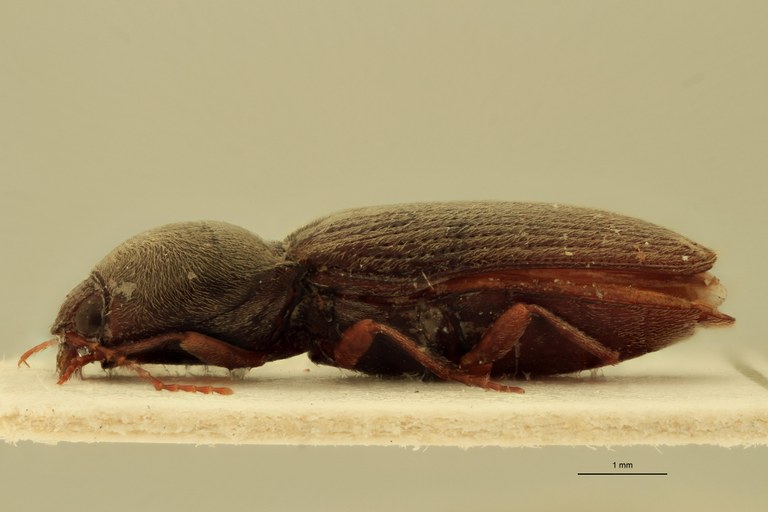 Cardiophorus paternus T F L.jpg Cardiophorus paternus T F L.jpg