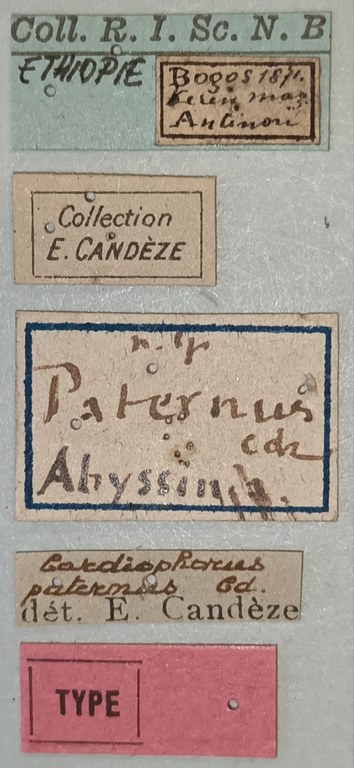 Cardiophorus paternus T F Labels.jpg Cardiophorus paternus T F Labels.jpg