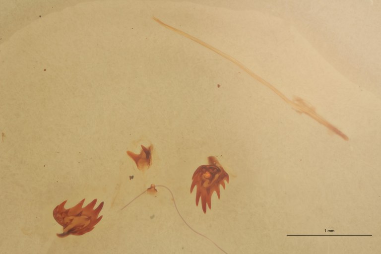 Cardiophorus paternus T F Parameres.jpg Cardiophorus paternus T F Parameres.jpg