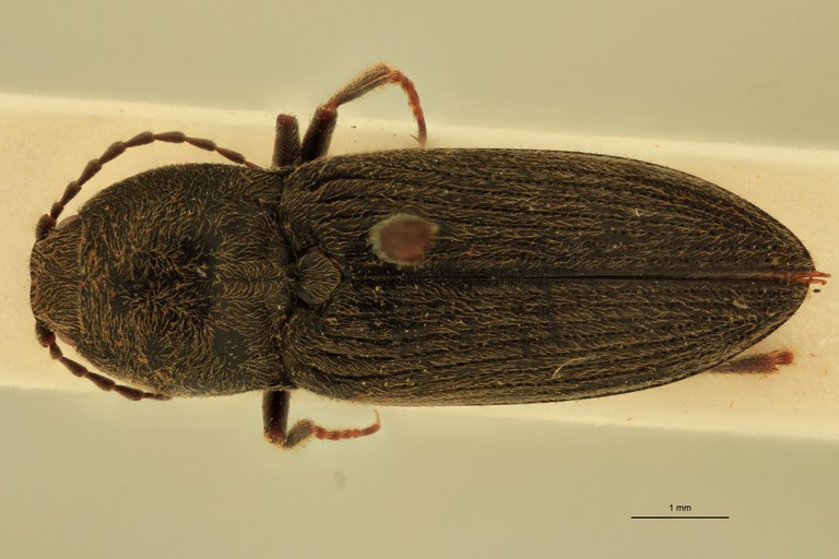 Cardiophorus paulinoi T D.jpg