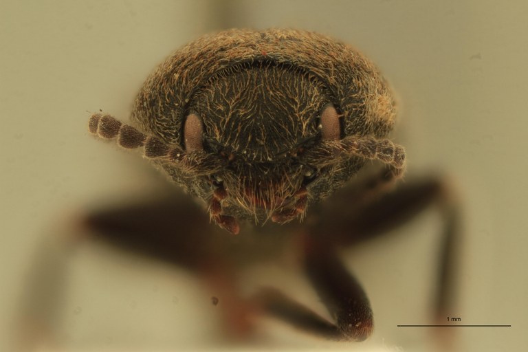 Cardiophorus paulinoi T F.jpg