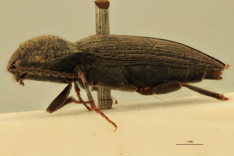 Cardiophorus paulinoi T L.jpg
