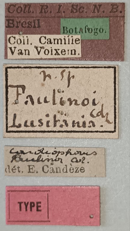 Cardiophorus paulinoi T Labels.jpg