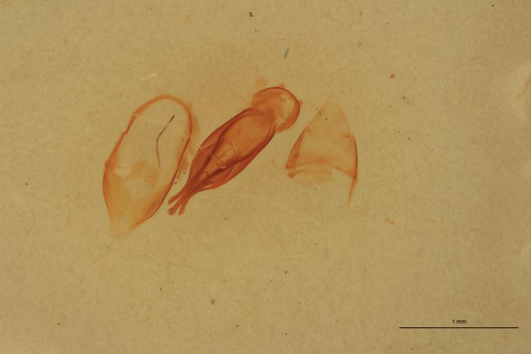 Cardiophorus percisus T M Aedeagus.jpg Cardiophorus percisus T M Aedeagus.jpg