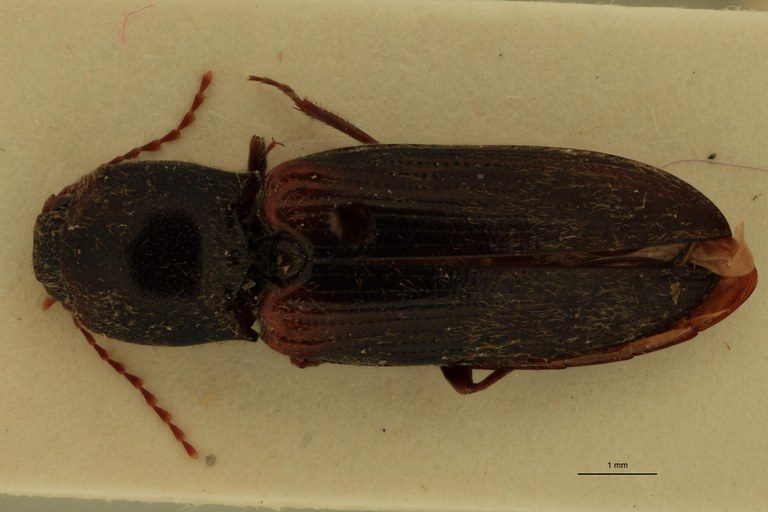 Cardiophorus percisus T M D.jpg Cardiophorus percisus T M D.jpg