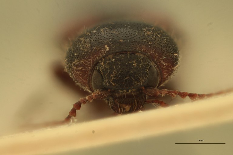 Cardiophorus percisus T M F.jpg Cardiophorus percisus T M F.jpg