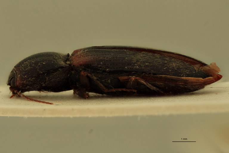 Cardiophorus percisus T M L.jpg Cardiophorus percisus T M L.jpg