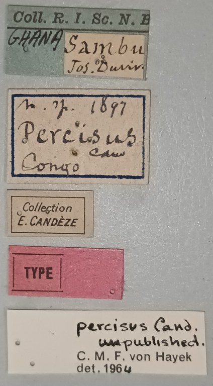 Cardiophorus percisus T M Labels.jpg Cardiophorus percisus T M Labels.jpg