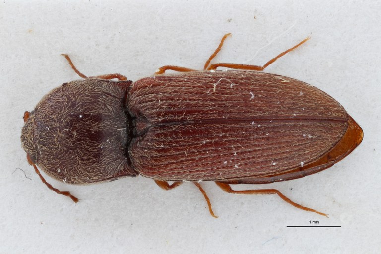Cardiophorus (Perrinellus) grumus t D ZS PMax.jpg