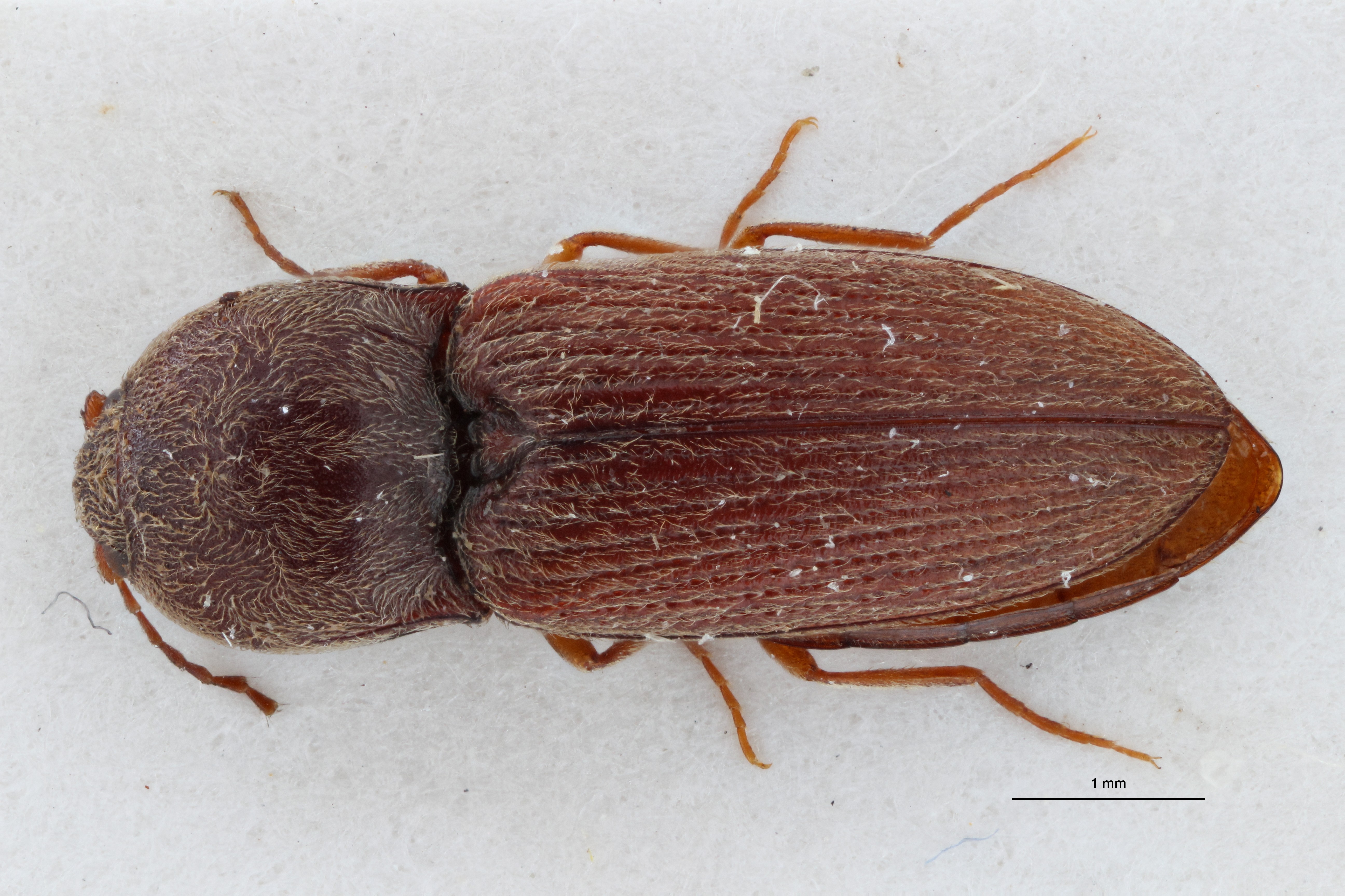 Cardiophorus (Perrinellus) grumus t D ZS PMax.jpg