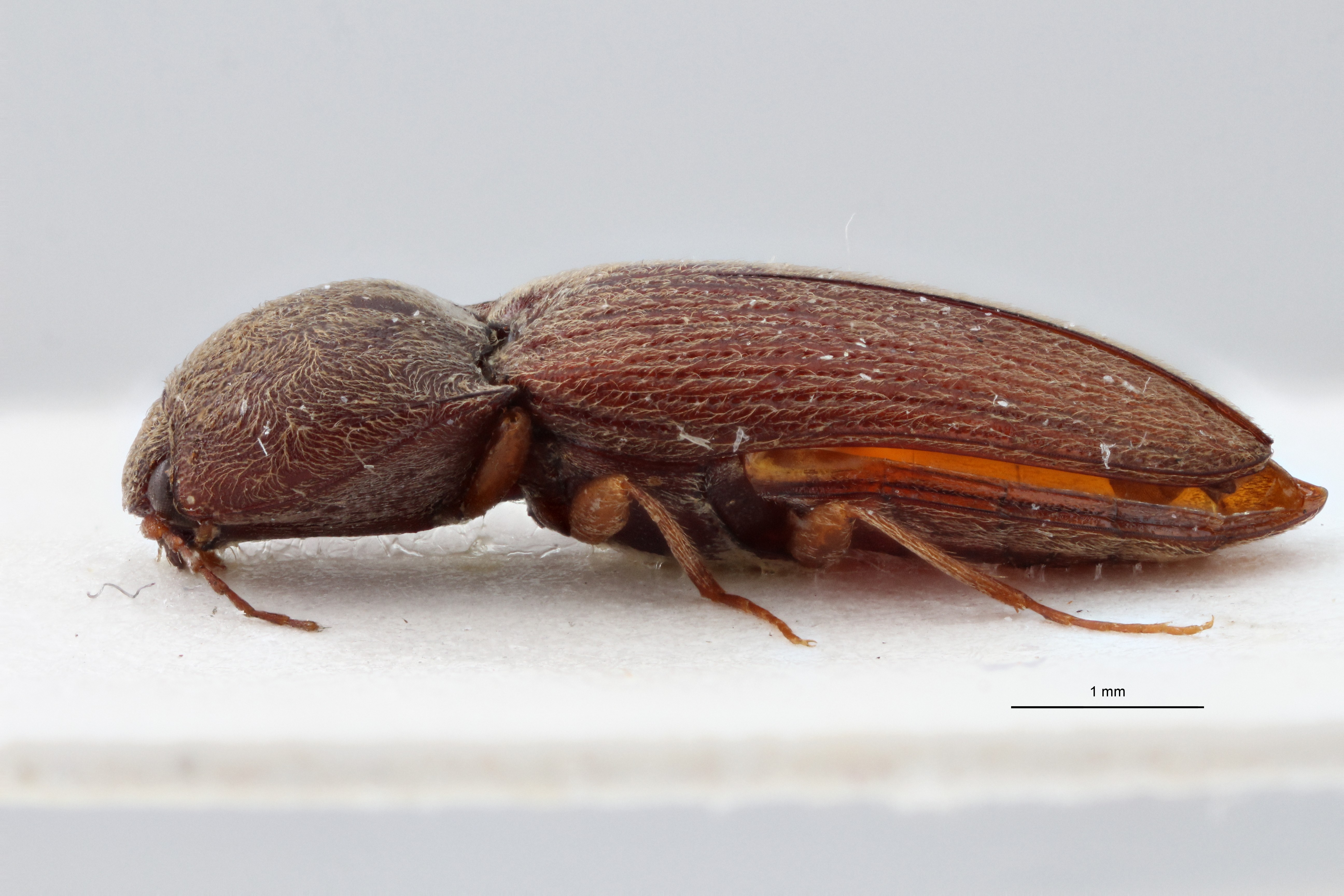 Cardiophorus (Perrinellus) grumus t L ZS PMax.jpg