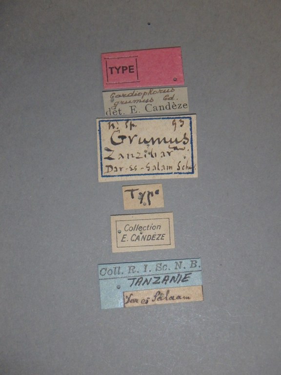 Cardiophorus (Perrinellus) grumus t Labels.jpg