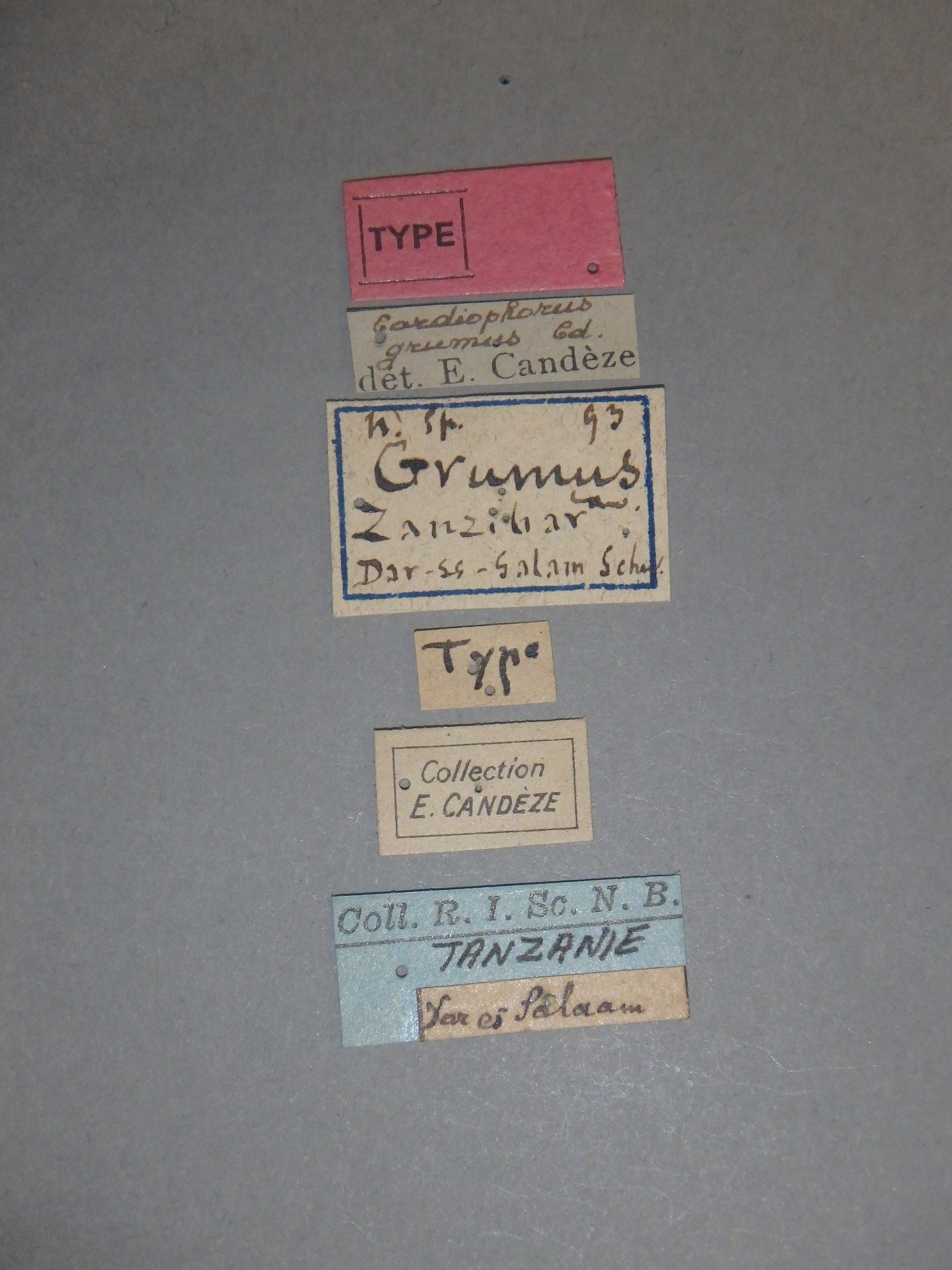 Cardiophorus (Perrinellus) grumus t Labels.jpg