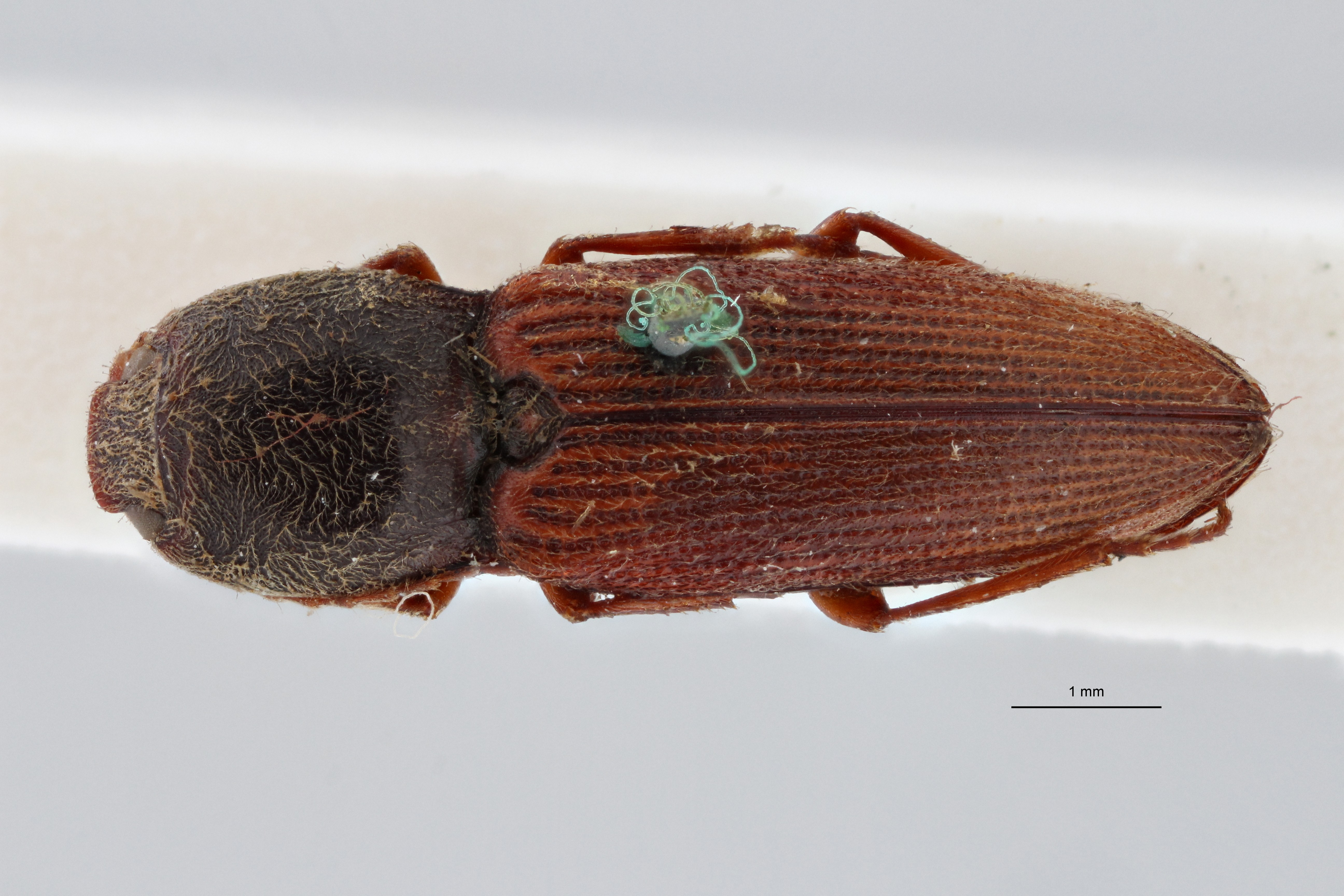 Cardiophorus (Perrinellus) hebes t D ZS PMax.jpg