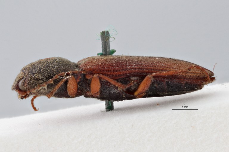 Cardiophorus (Perrinellus) hebes t L ZS PMax.jpg