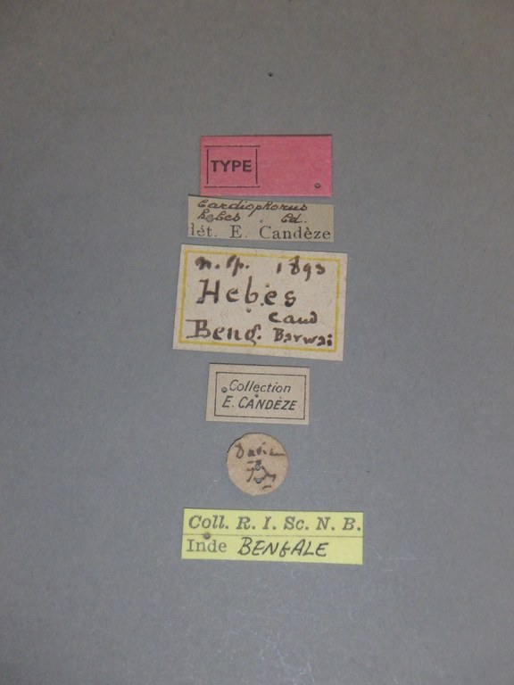 Cardiophorus (Perrinellus) hebes Labels.jpg