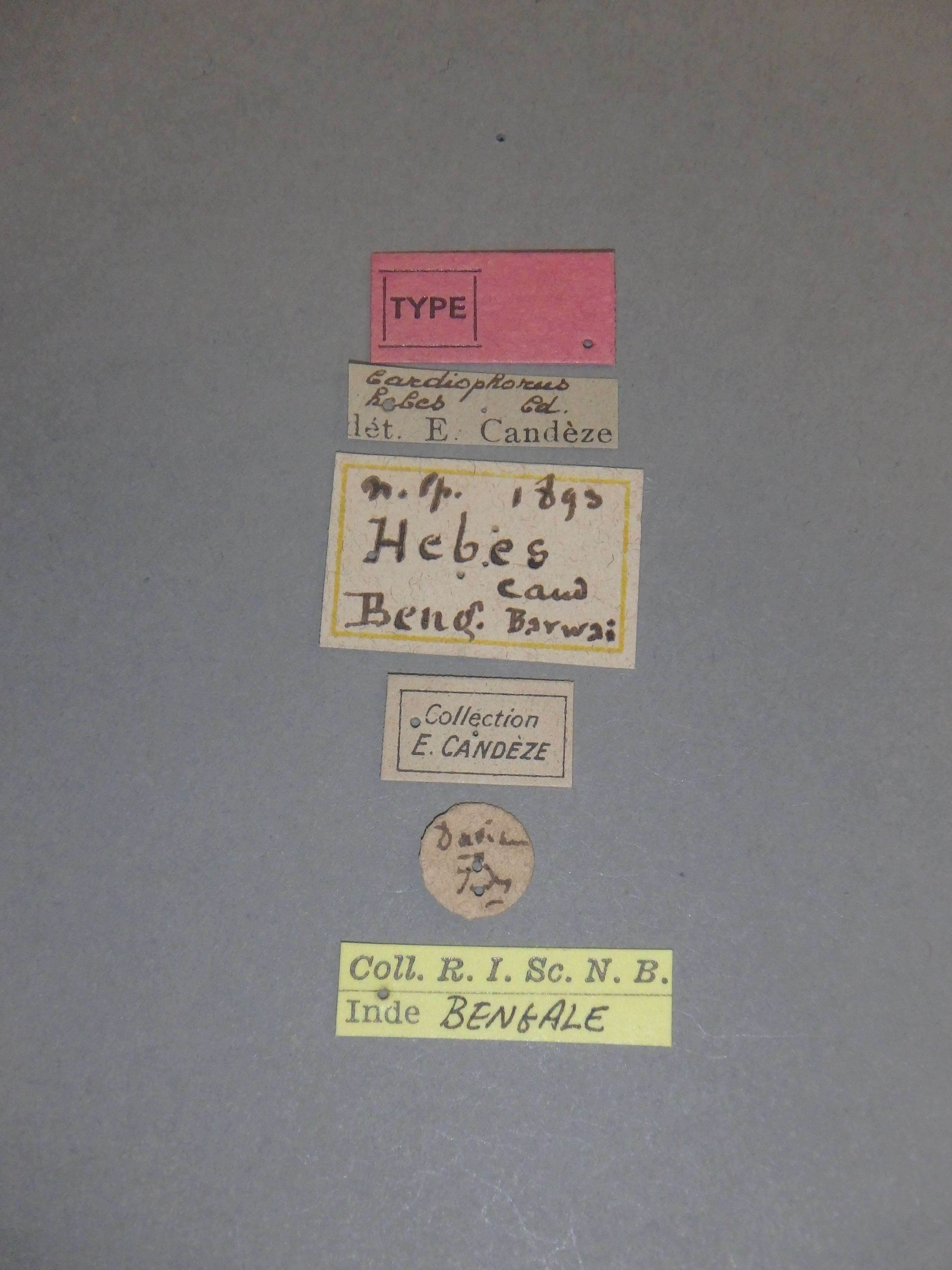 Cardiophorus (Perrinellus) hebes Labels.jpg