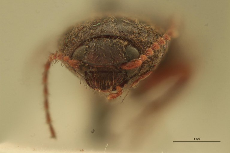 Cardiophorus (perrinellus) tenggerensis T F.jpg Cardiophorus (perrinellus) tenggerensis T F.jpg