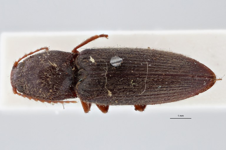 Cardiophorus (Perrinellus) tenggerensis t D zs pmax.jpg Cardiophorus (Perrinellus) tenggerensis t D zs pmax.jpg