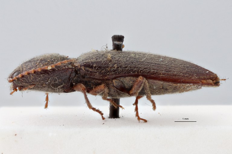 Cardiophorus (Perrinellus) tenggerensis t L ZS PMax.jpg Cardiophorus (Perrinellus) tenggerensis t L ZS PMax.jpg