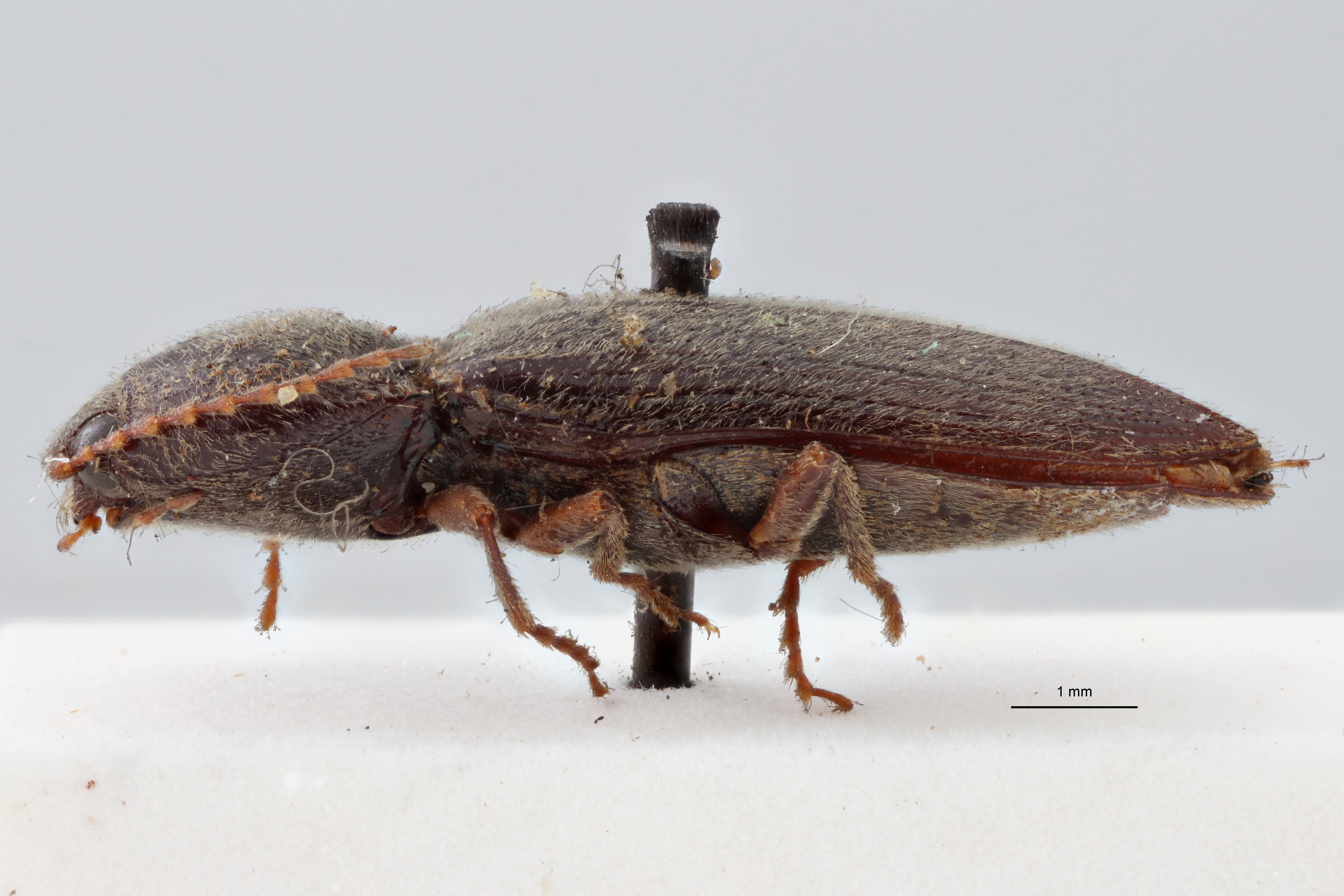 Cardiophorus (Perrinellus) tenggerensis t L ZS PMax.jpg