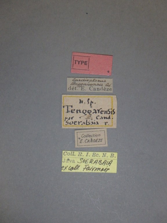 Cardiophorus (Perrinellus) tenggerensis Labels.jpg Cardiophorus (Perrinellus) tenggerensis Labels.jpg