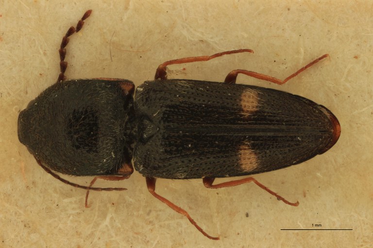 Cardiophorus pilarius T F D.jpg Cardiophorus pilarius T F D.jpg