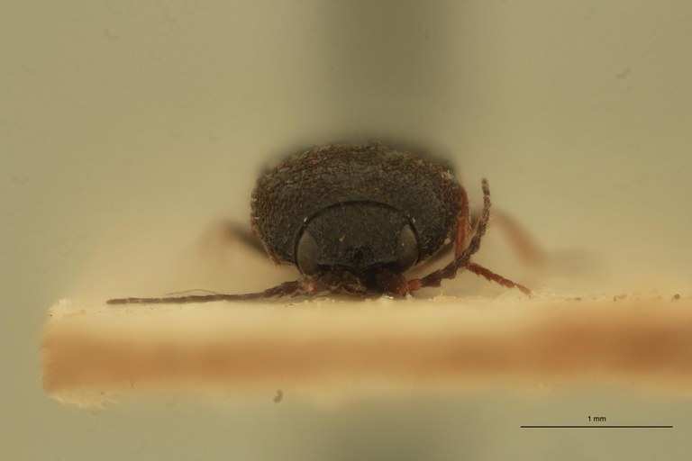 Cardiophorus pilarius T F F.jpg Cardiophorus pilarius T F F.jpg