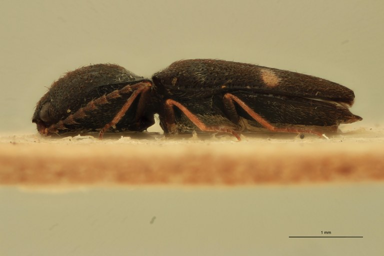 Cardiophorus pilarius T F L.jpg Cardiophorus pilarius T F L.jpg