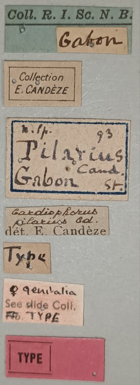 Cardiophorus pilarius T F Labels.jpg Cardiophorus pilarius T F Labels.jpg