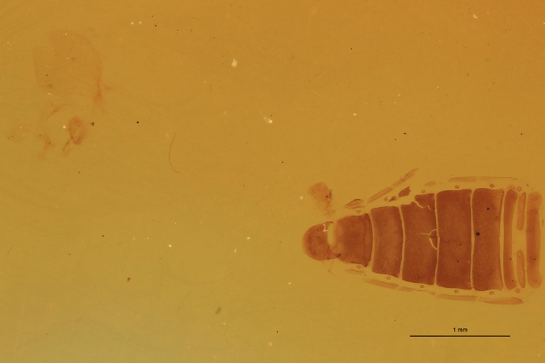 Cardiophorus pilarius T F Parameres.jpg Cardiophorus pilarius T F Parameres.jpg