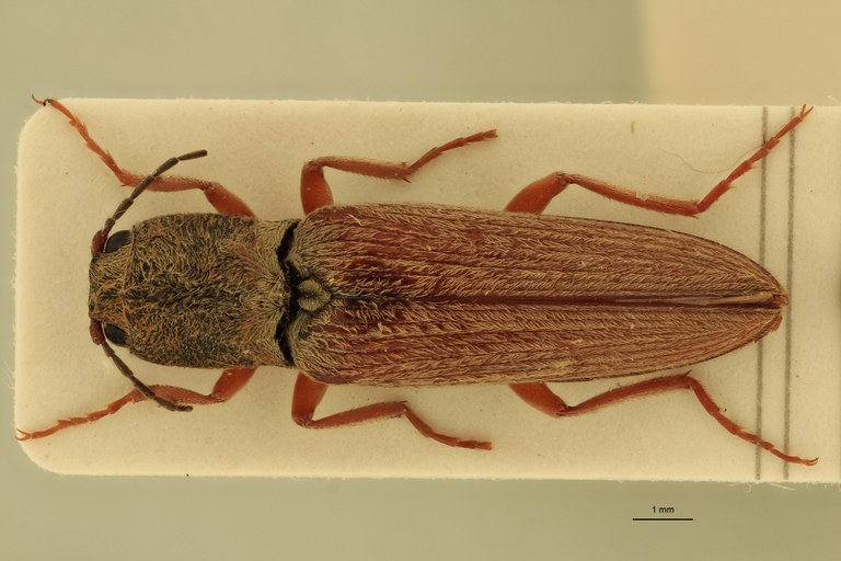 Cardiophorus pistorius T M D.jpg