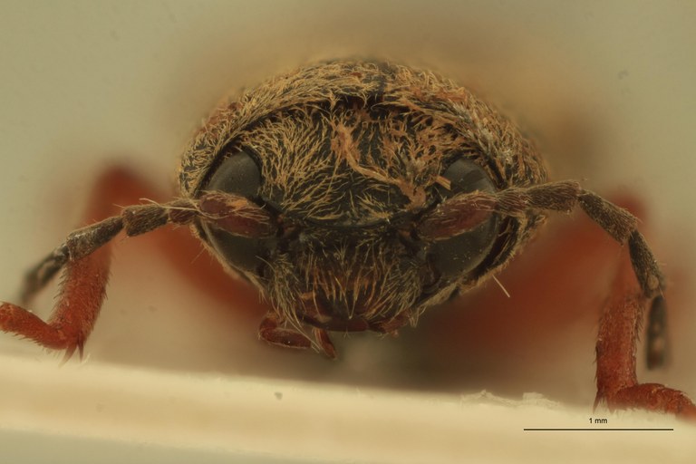 Cardiophorus pistorius T M F.jpg