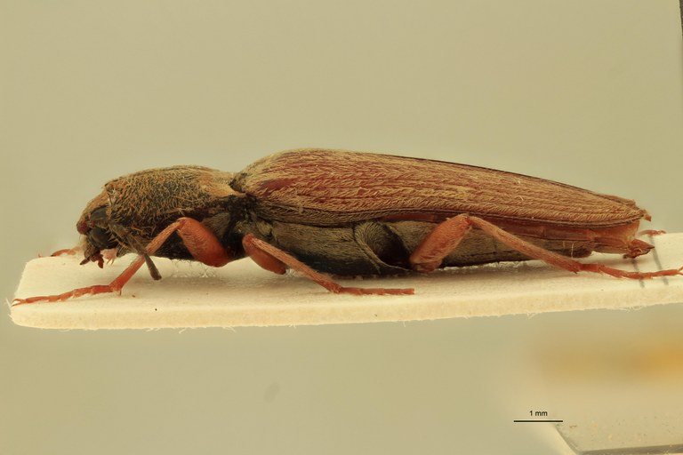 Cardiophorus pistorius T M L.jpg
