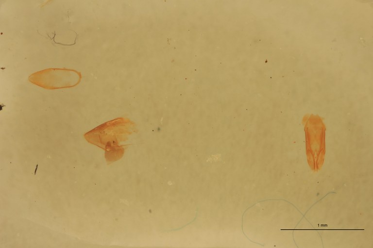 Cardiophorus planiusculus T M Aedeagus.jpg