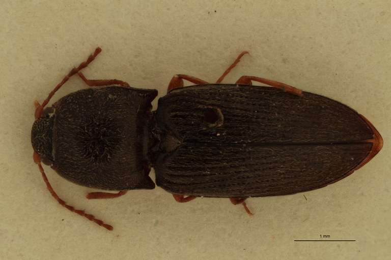 Cardiophorus planiusculus T M D.jpg