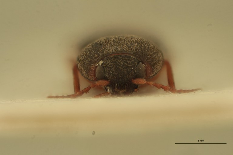 Cardiophorus planiusculus T M F.jpg