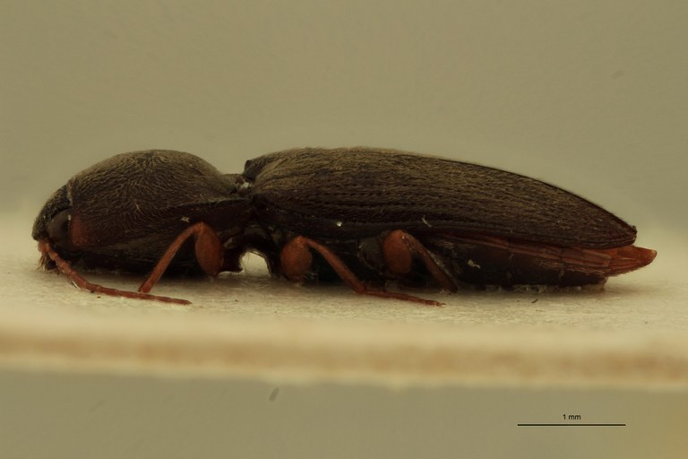 Cardiophorus planiusculus T M L.jpg