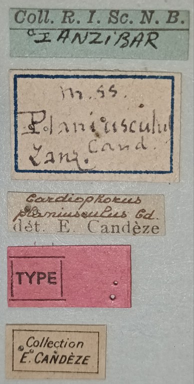 Cardiophorus planiusculus T M Labels.jpg