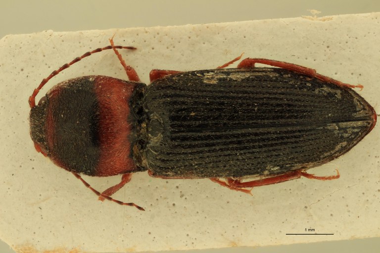 Cardiophorus poncyi St D.jpg