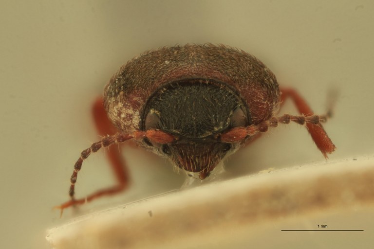 Cardiophorus poncyi St F.jpg
