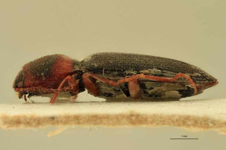 Cardiophorus poncyi St L.jpg